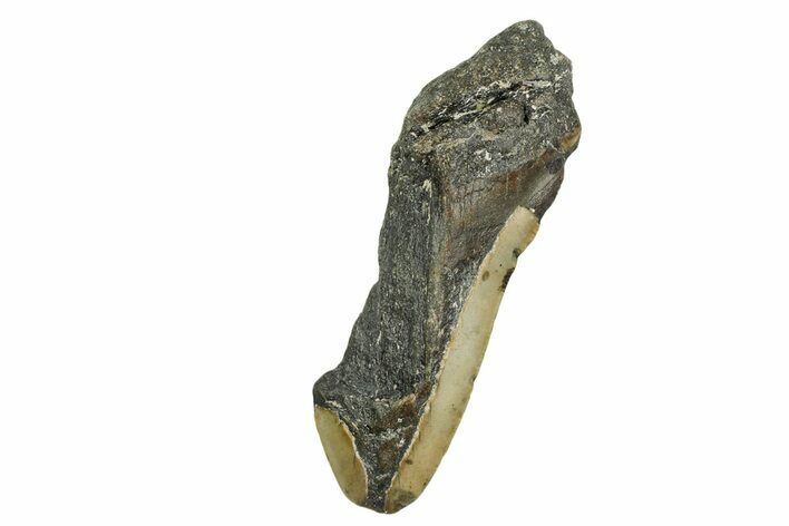 Partial, Fossil Megalodon Tooth - North Carolina #361692